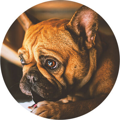chien triste